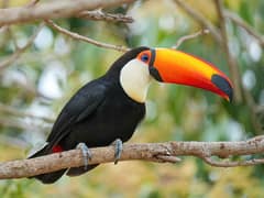 Toco toucan