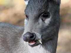 Tufted deer