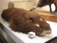 Vancouver Island marmot