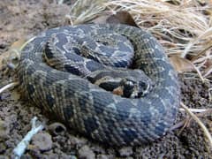 Vipera palaestinae