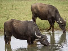 Water buffalo