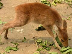 Water deer
