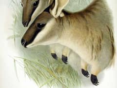 Western brush wallaby