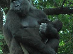 Western gorilla