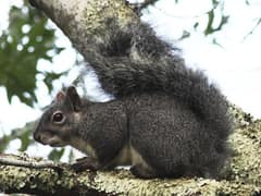 Western gray squirrel