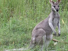 Whiptail wallaby