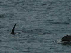 White-beaked dolphin