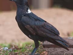 White-necked Raven