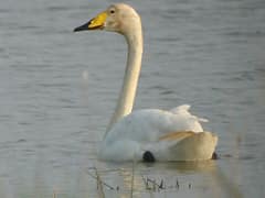 Whooper Swan