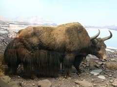 Wild yak
