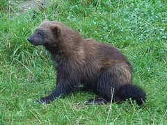 Wolverine