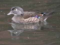 Wood duck