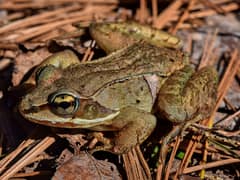 Wood frog