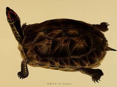 Wood turtle