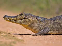 Yacare caiman