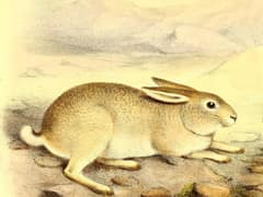 Yarkand hare