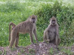 Yellow baboon