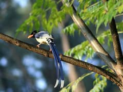 Yellow-billed Blue Magpie