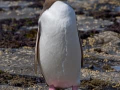 Yellow-eyed Penguin