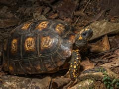 Yellow-footed tortoise