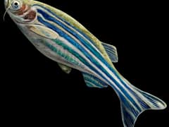Zebrafish