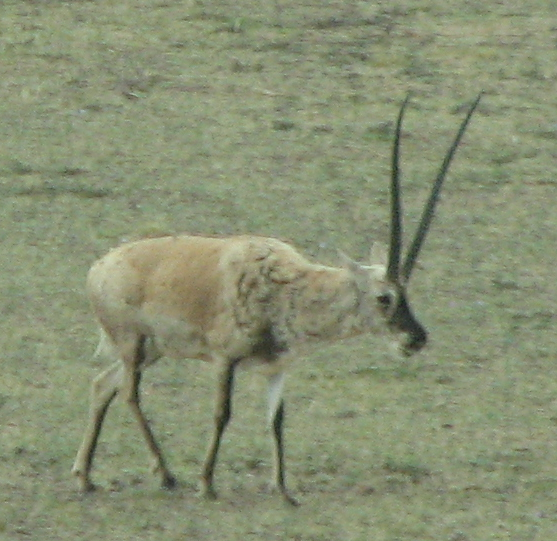 Tibetan antelope
