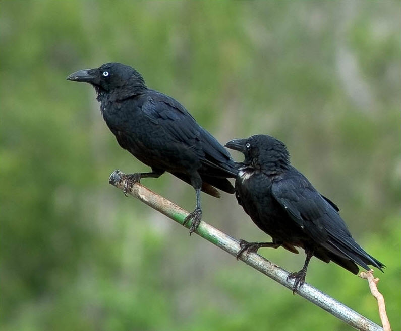 Torresian Crow