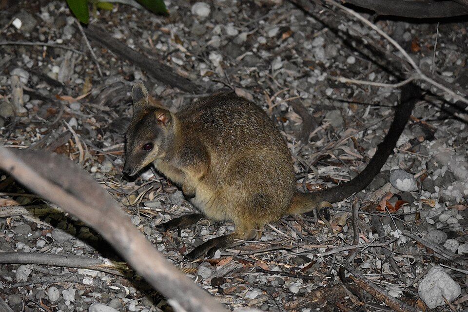 Unadorned rock-wallaby