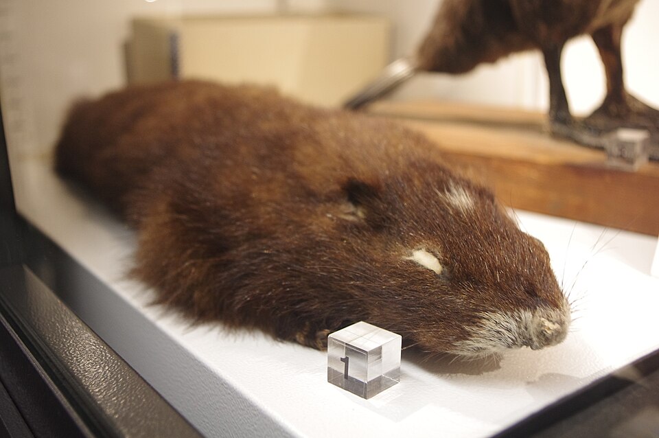 Vancouver Island marmot
