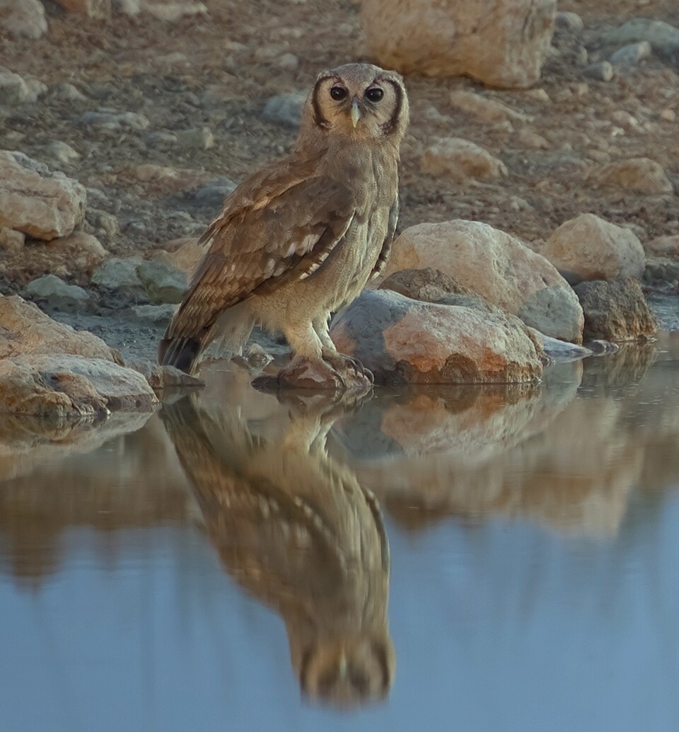 Verreaux's Eagle-Owl
