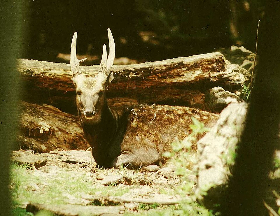 Visayan spotted deer