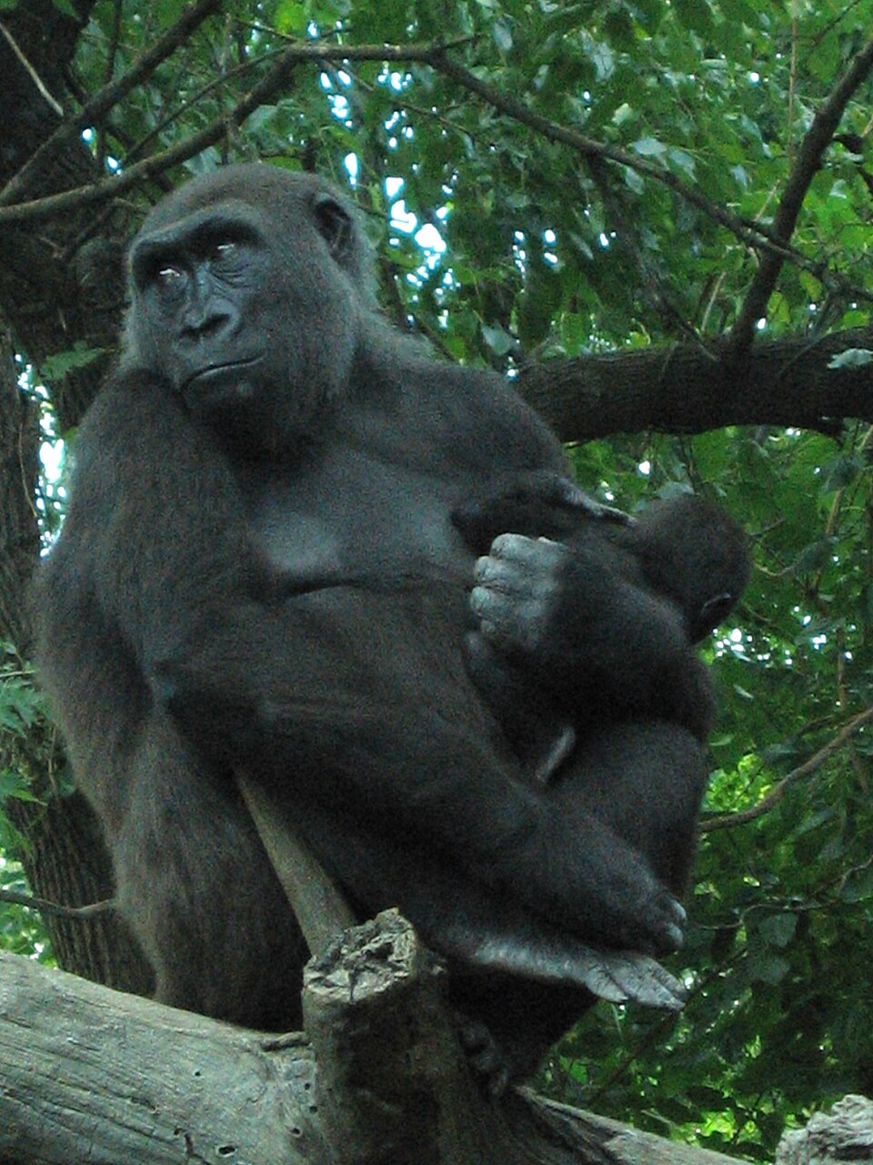 Western gorilla