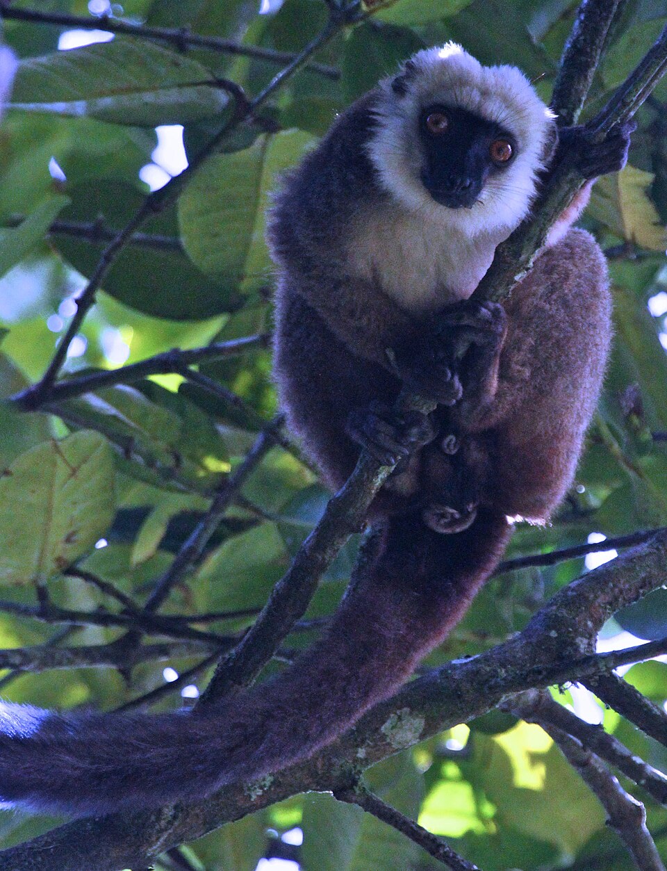 White-headed lemur