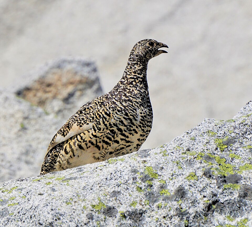 White-tailed Ptarmigan