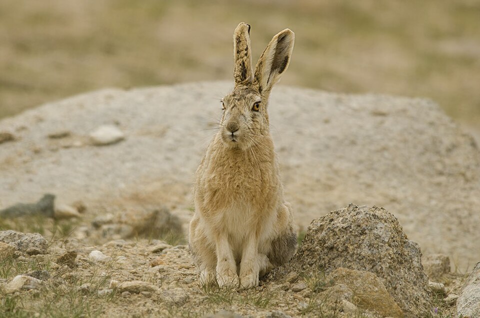Woolly hare