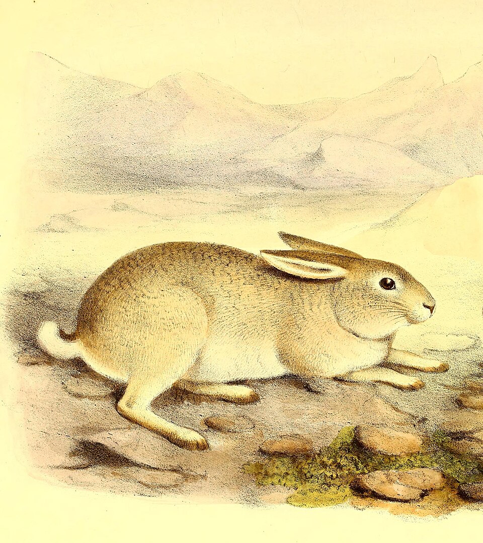 Yarkand hare