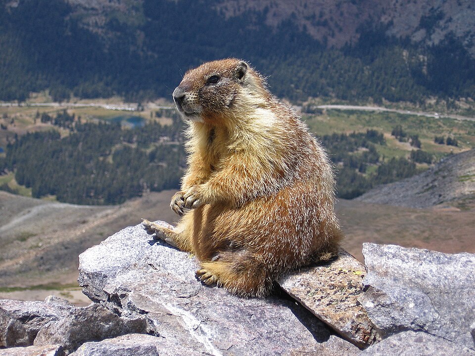yellow-bellied marmot