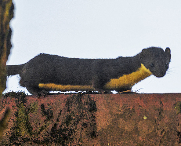 Yellow-bellied weasel