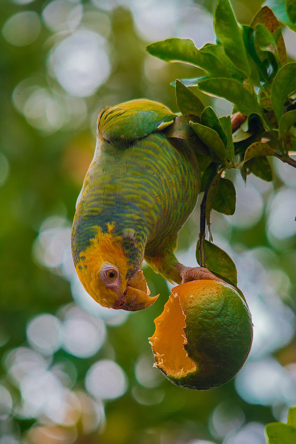 Yellow-faced Parrot