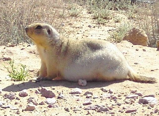 Yellow ground squirrel