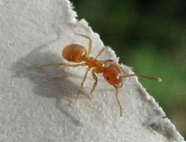 Yellow meadow ant