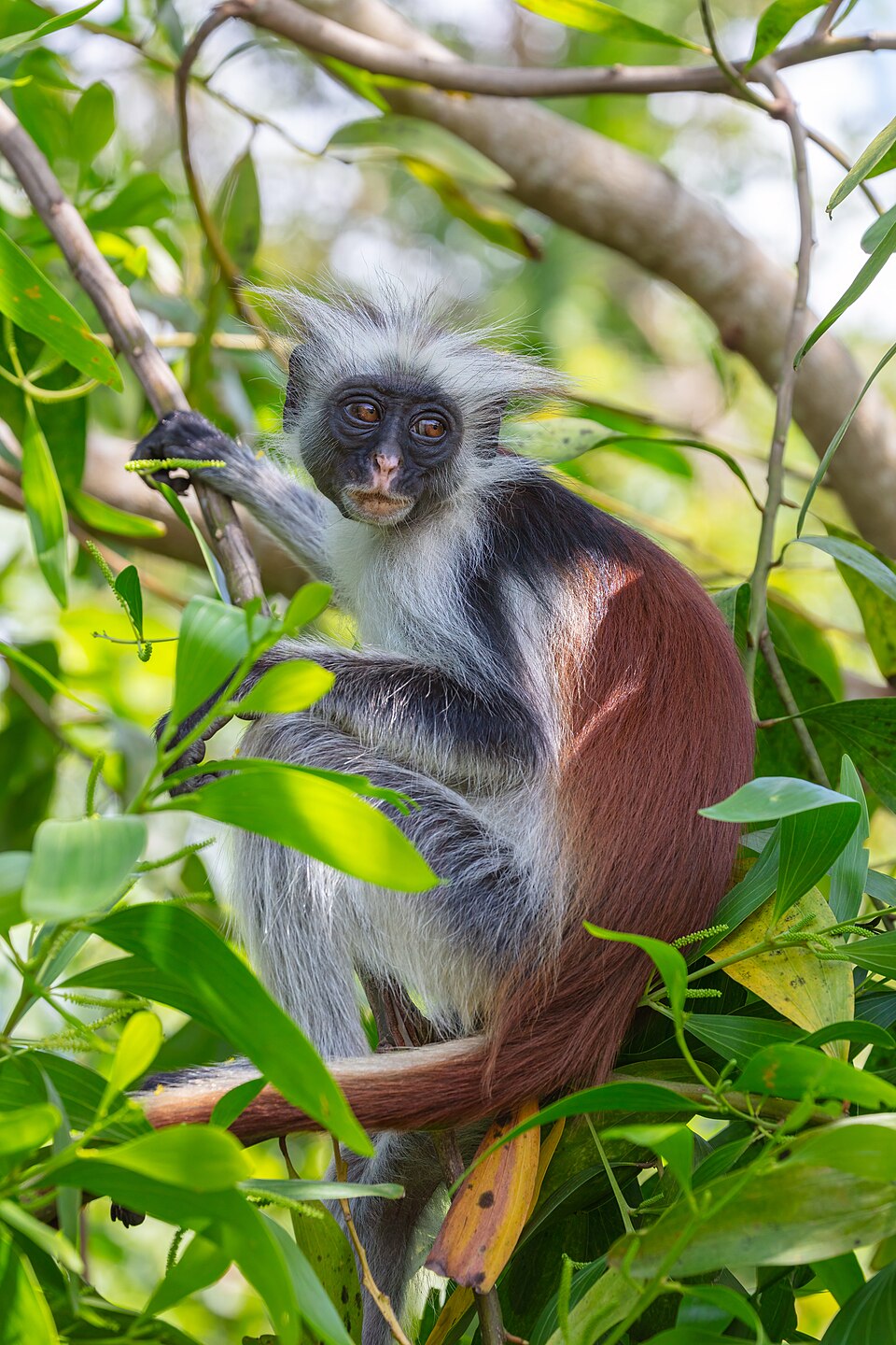Zanzibar red colobus